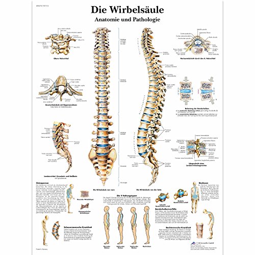 3b-scientific-lehrtafel-die-menschliche-wirbels-ule-laminiert-50-x-67-cm image 3