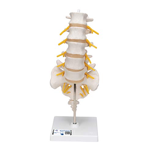 3b-scientific-halswirbels-ulenmodell-beweglich-auf-stativ-smart-anatomy-app image 5