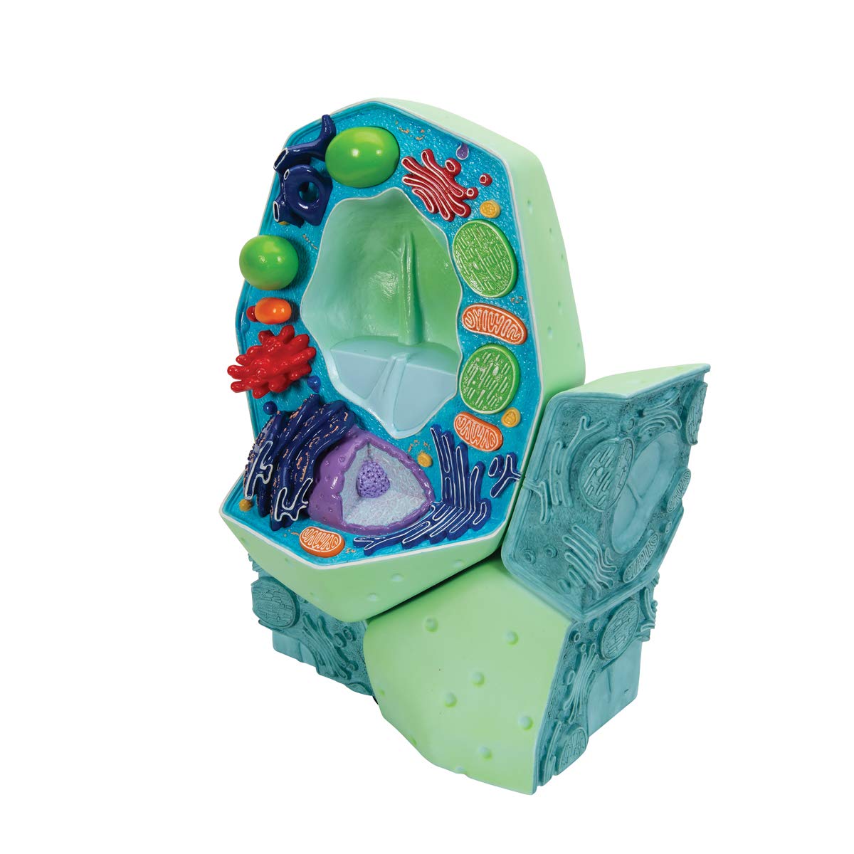 3b-scientific-modell-pflanzliche-zelle-10-000-1-biologie-zellmodell image 5