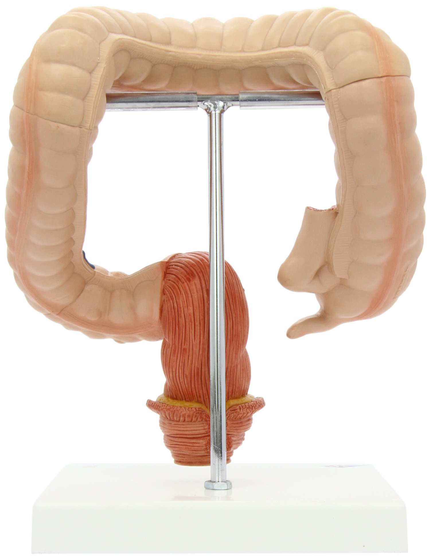 3b-scientific-dickdarm-modell-k55-anatomie-verdauung image 3