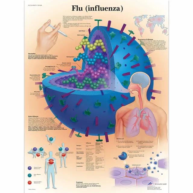 3b-scientific-grippe-anatomie-lehrtafel-papierposter-50-x-67-cm image 1