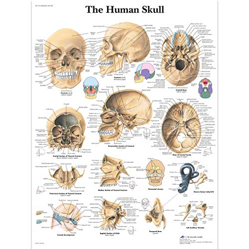 3b-scientific-menschlicher-sch-del-tafel-laminiertes-anatomieposter-50x67-cm image 4