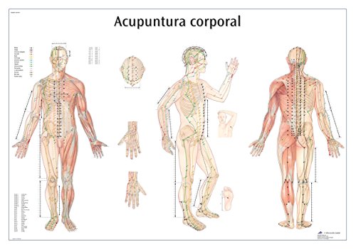 3b-scientific-lehrtafel-acupuntura-de-la-oreja-ohrakupunktur-vr3820l-laminiert image 4