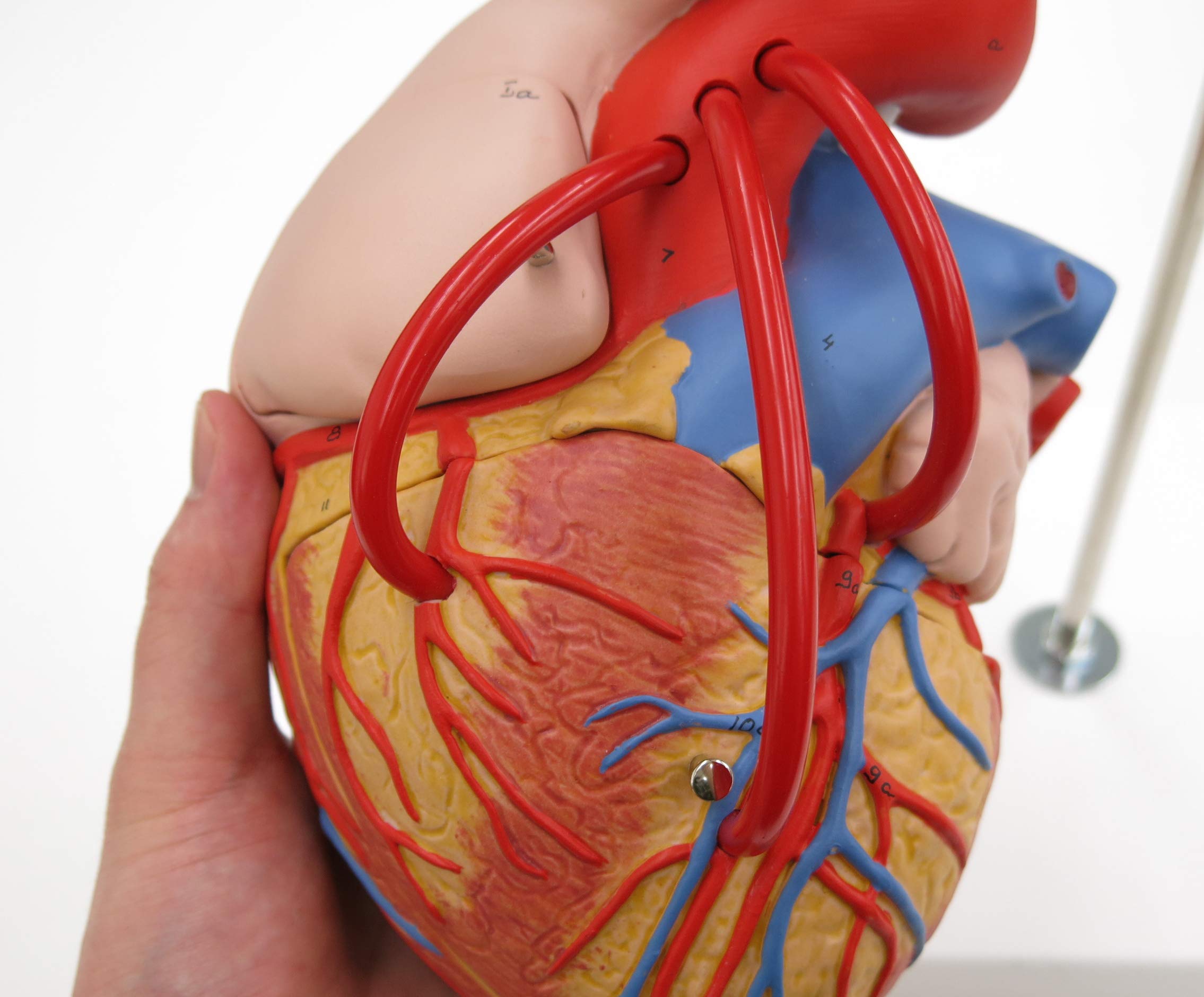 3b-scientific-herz-mit-bypass-2-fache-gr-e-4-teilig-g06-smart-anatomy-app image 5