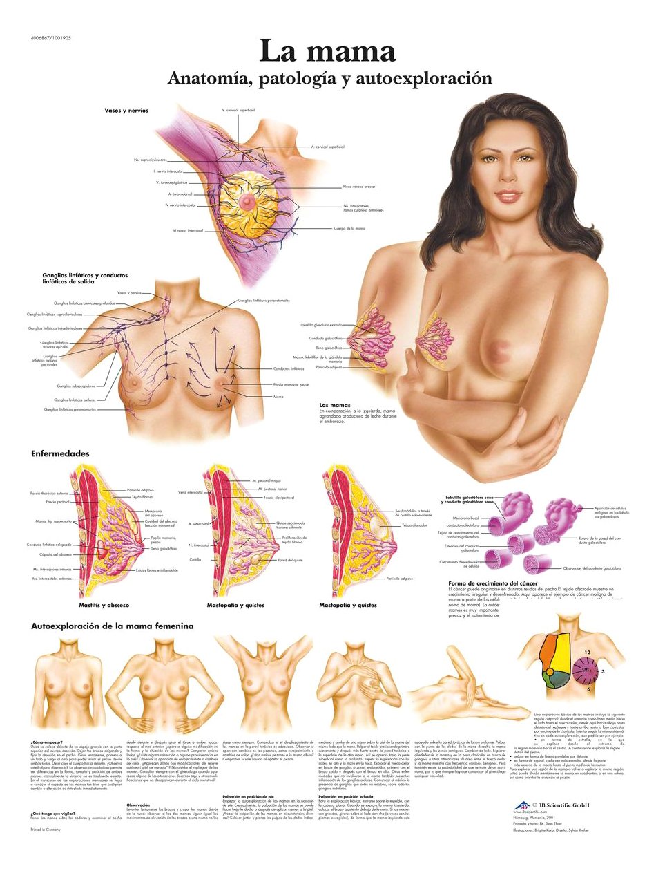 3b-scientific-lehrtafel-lactancia-materna-laminiert-spanisch-50x67cm image 1