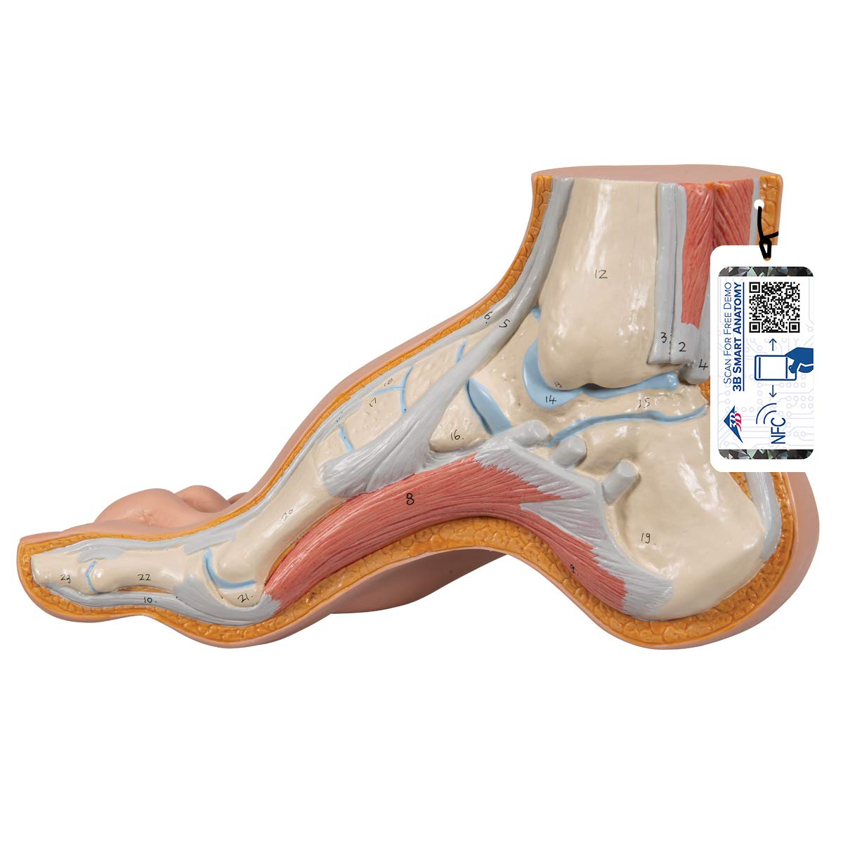 3b-scientific-m30-modell-normalfu-mit-3b-smart-anatomy image 7