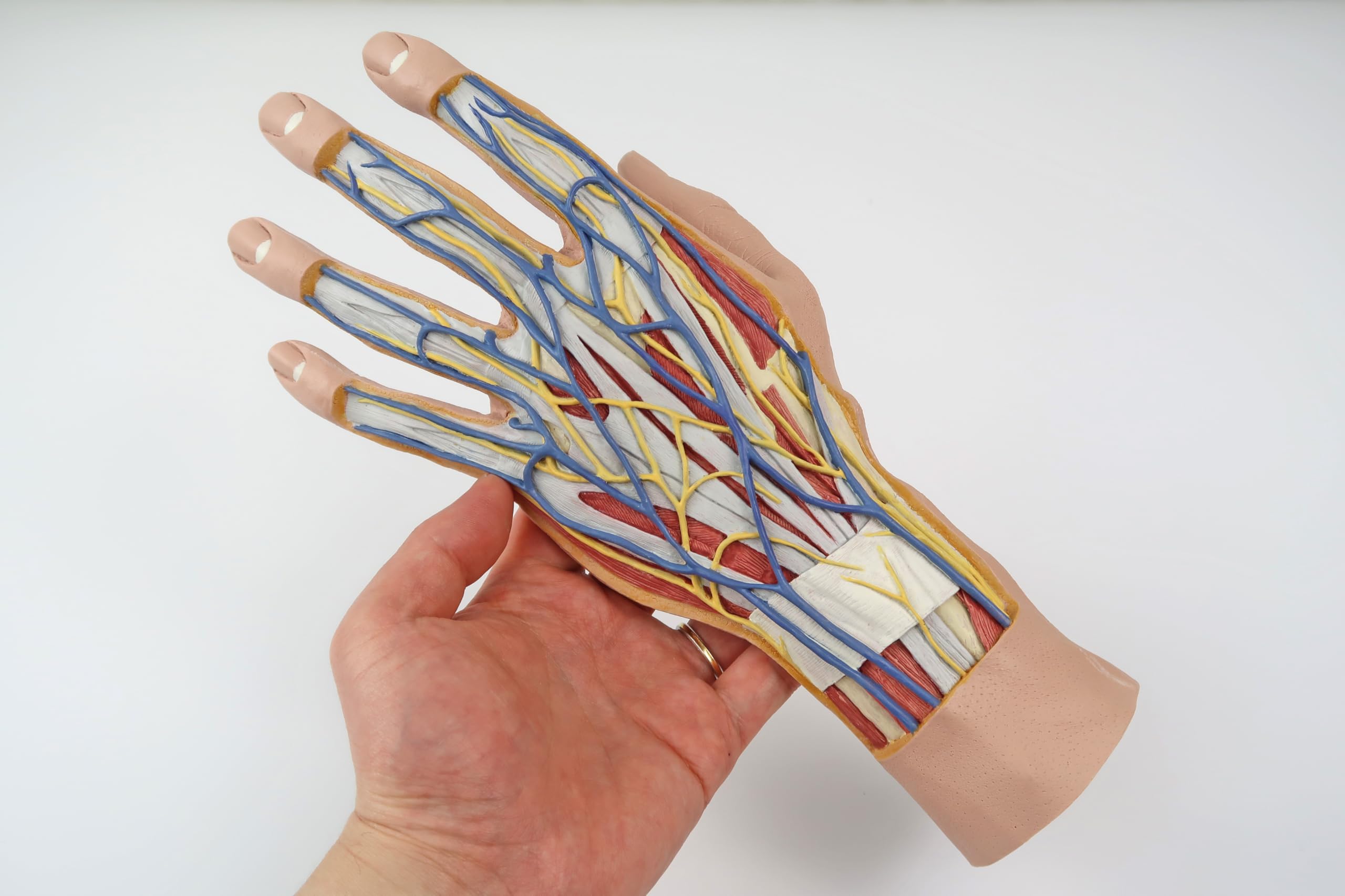 3b-scientific-hand-struktur-modell-3-teilig-mit-muskeln-und-gef-en image 7