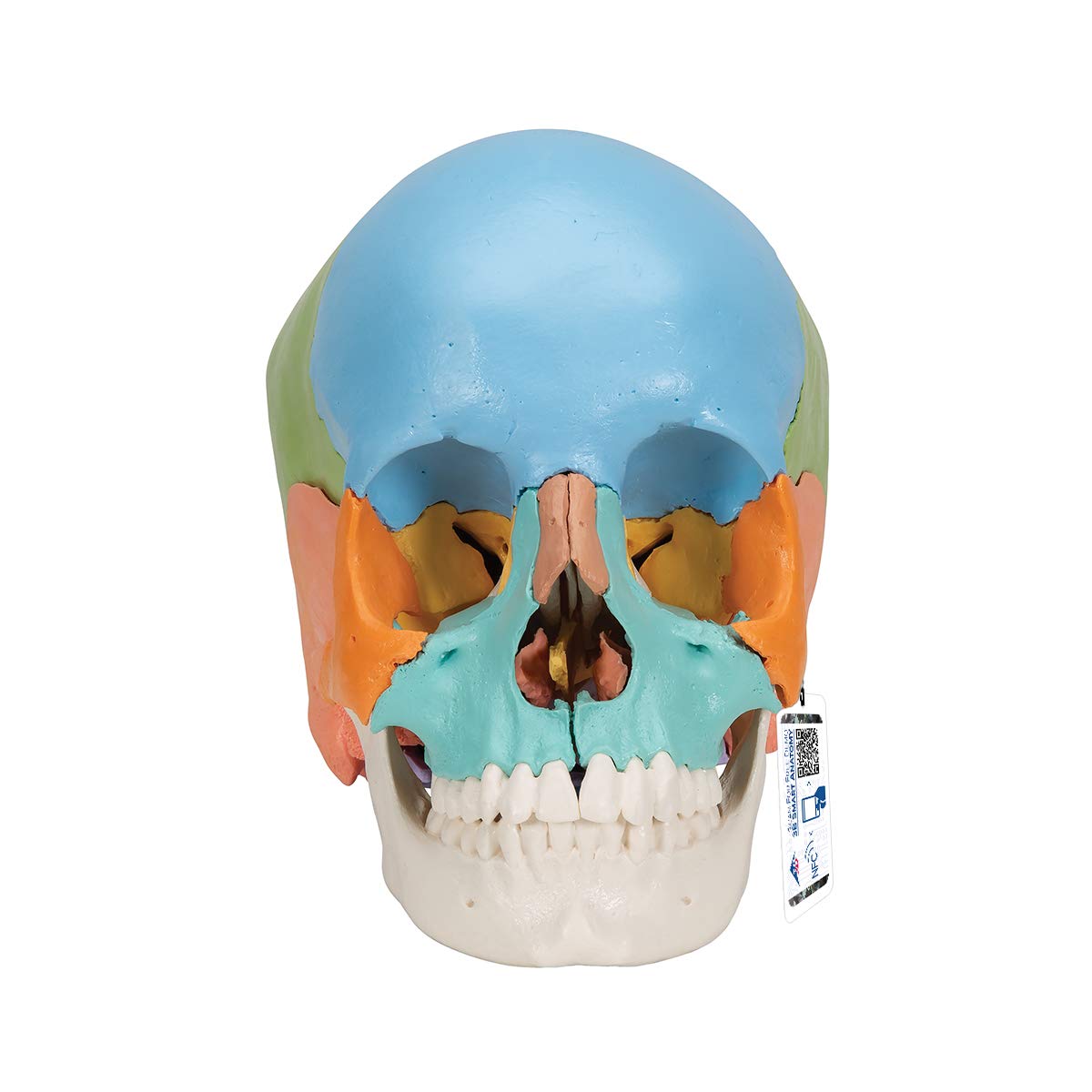 3b-scientific-didaktisches-sch-delmodell-22-teilig-mit-smart-anatomy-app image 1