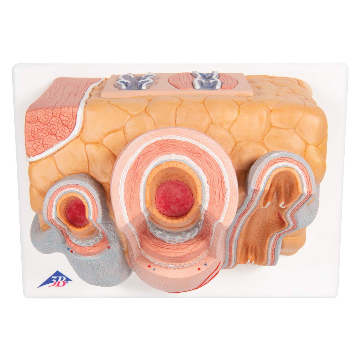 3b-scientific-microanatomy-arterie-und-vene-14-fach-g42 image 8