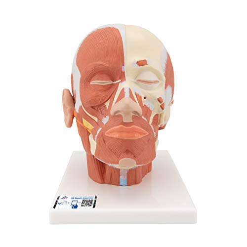 3b-scientific-kopfmuskulatur-modell-24-x-18-x-24-cm-3b-smart-anatomy-app image 4