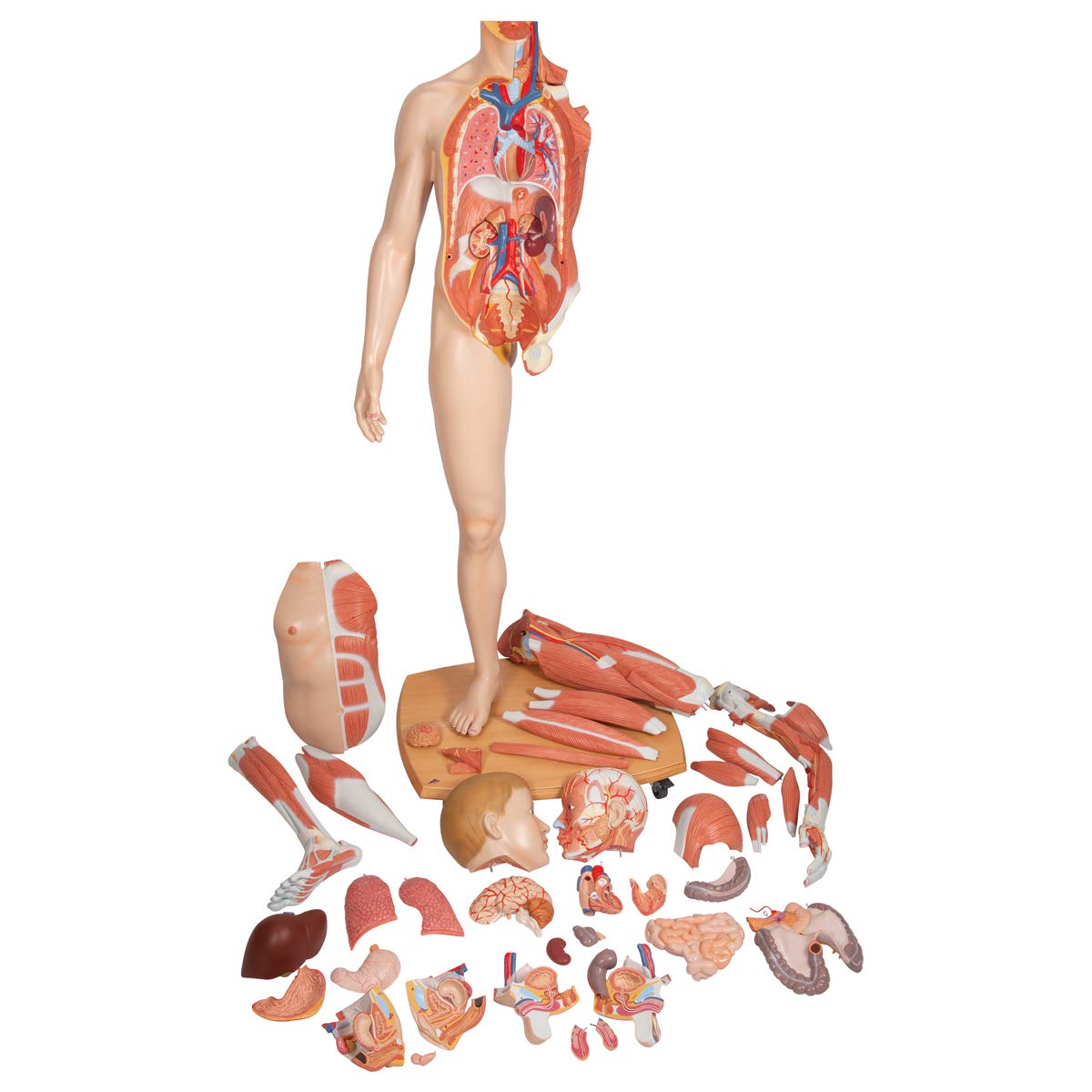 3b-scientific-lebensgro-e-zweigeschlechtige-muskelfigur-39-teilig-helle-haut-3b- image 5