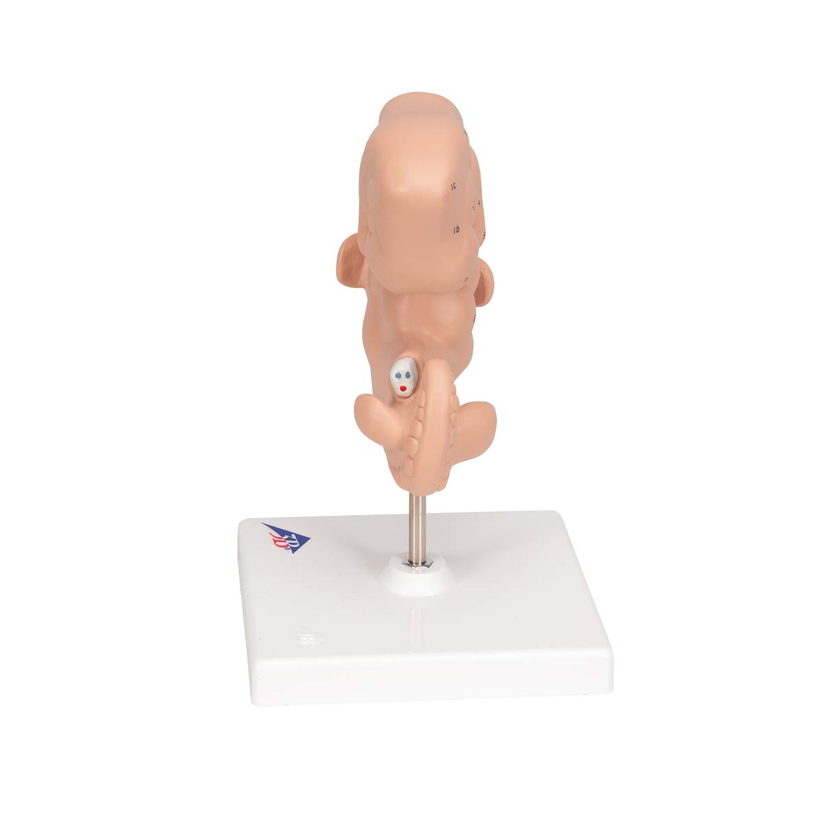 3b-scientific-embryo-modell-25-fache-gr-e-4-wochen-mit-smart-anatomy-app image 6