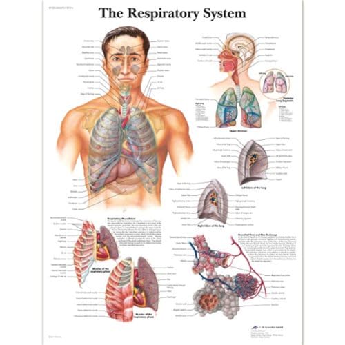 3b-scientific-the-respiratory-system-poster-50x67-cm-papierversion-englisch image 6