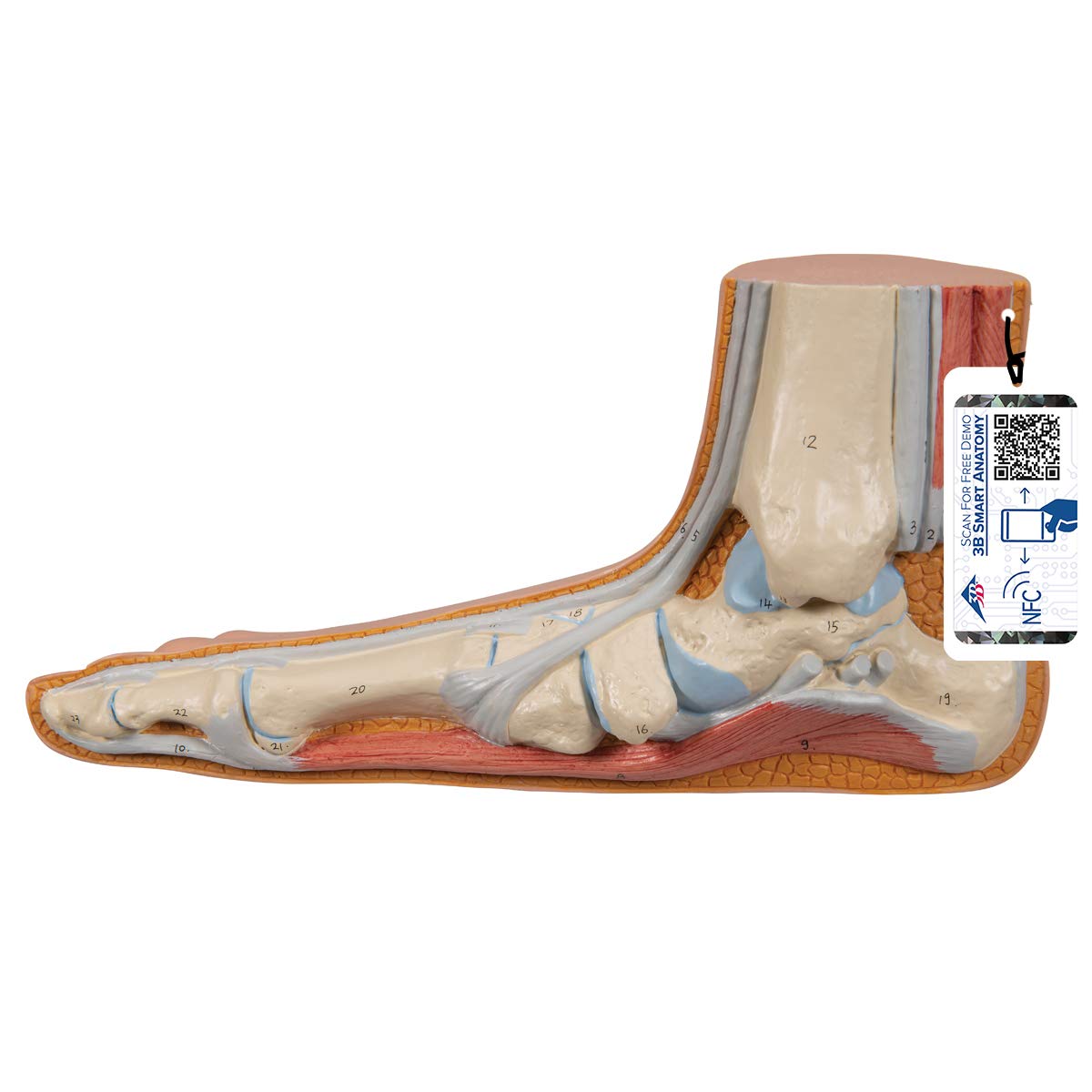 3b-scientific-m30-modell-normalfu-mit-3b-smart-anatomy image 8