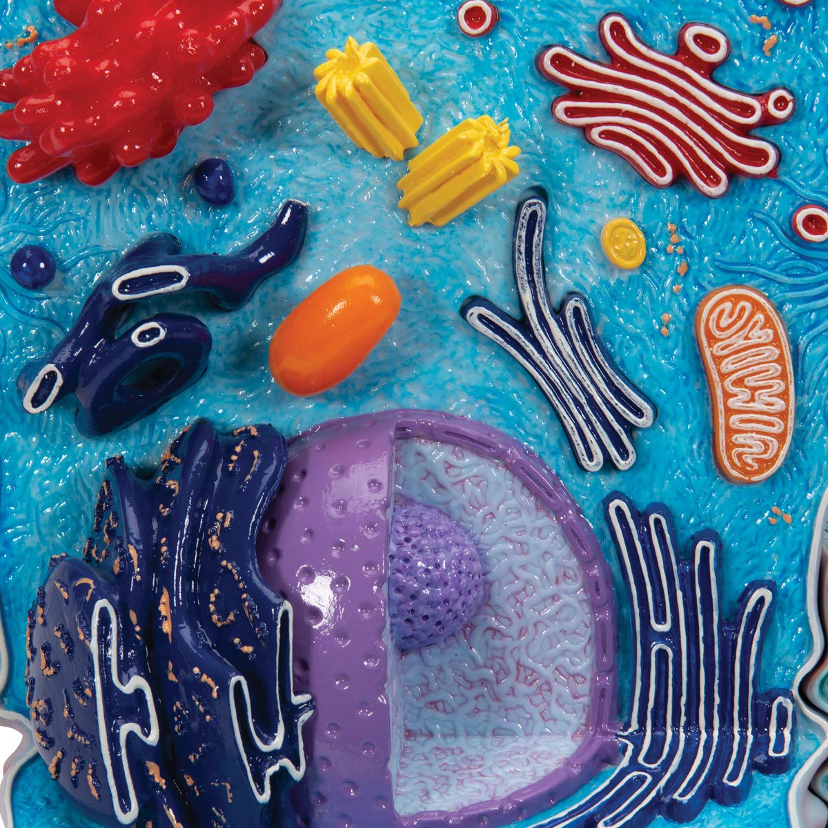 3b-scientific-r04-tierzellenmodell-biologie-lehrmodell image 8