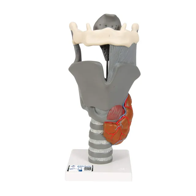 3b-scientific-funktionsmodell-kehlkopf-2-5-fache-gr-e-anatomisches-replikat-beig image 1