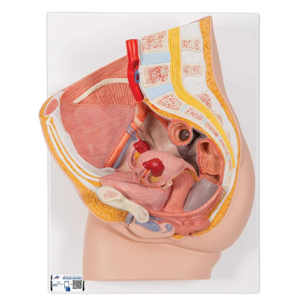 3b-scientific-m-nnliches-beckenmodell-2-teilig-pvc-smart-anatomy-app image 5