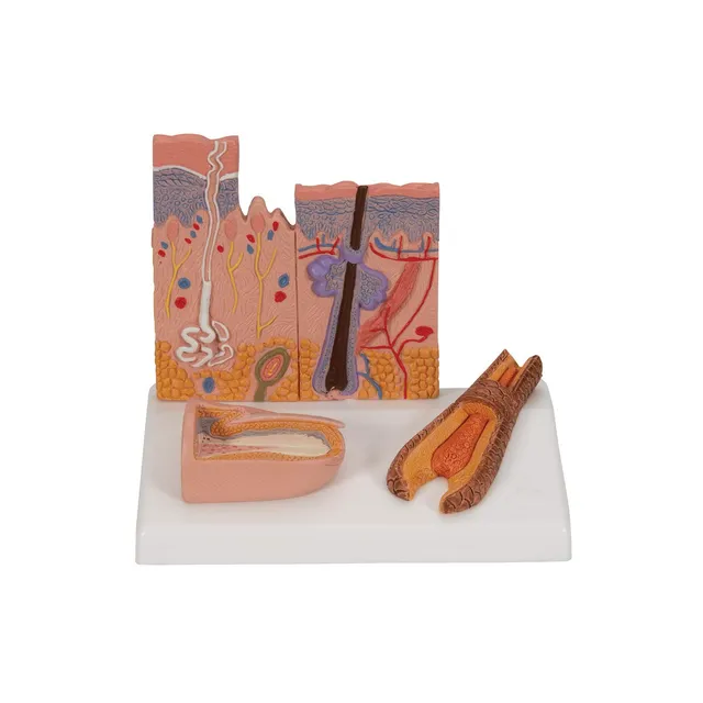 3b-scientific-nierenmodell-serie-l-ngsschnitt-nephron-niere-mit-blutgef-en-und-n image 1
