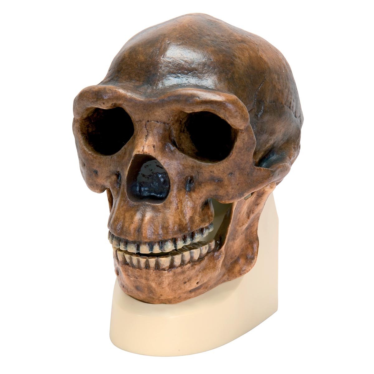 3b-scientific-sch-delreplikat-homo-erectus-pekinensis-weidenreich-1940-vormensch image 1