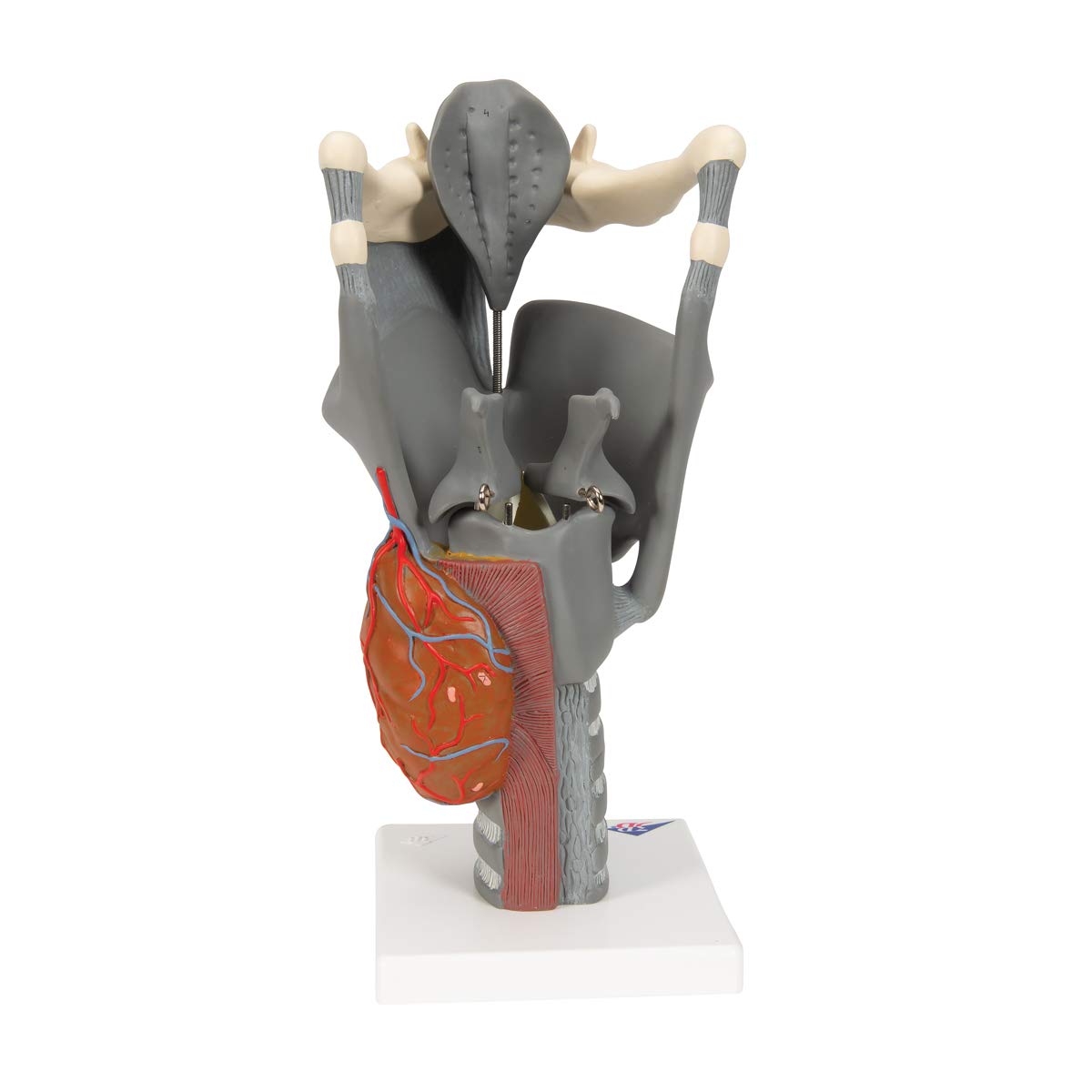 3b-scientific-funktionsmodell-kehlkopf-2-5-fache-gr-e-anatomisches-replikat-beig image 4