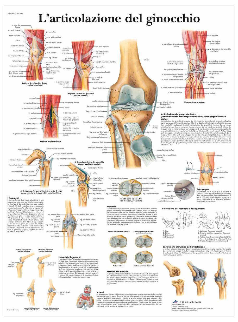 3b-scientific-anatomietafel-kniegelenk-italienisches-papier-poster image 2