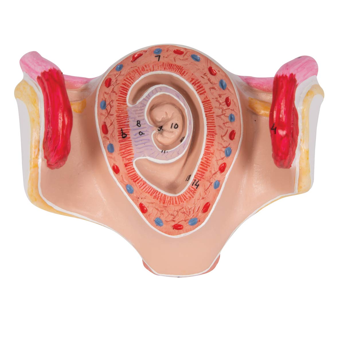 3b-scientific-embryo-modell-1-monat-l10-1-schwangerschafts-anatomiemodell-beschr image 7