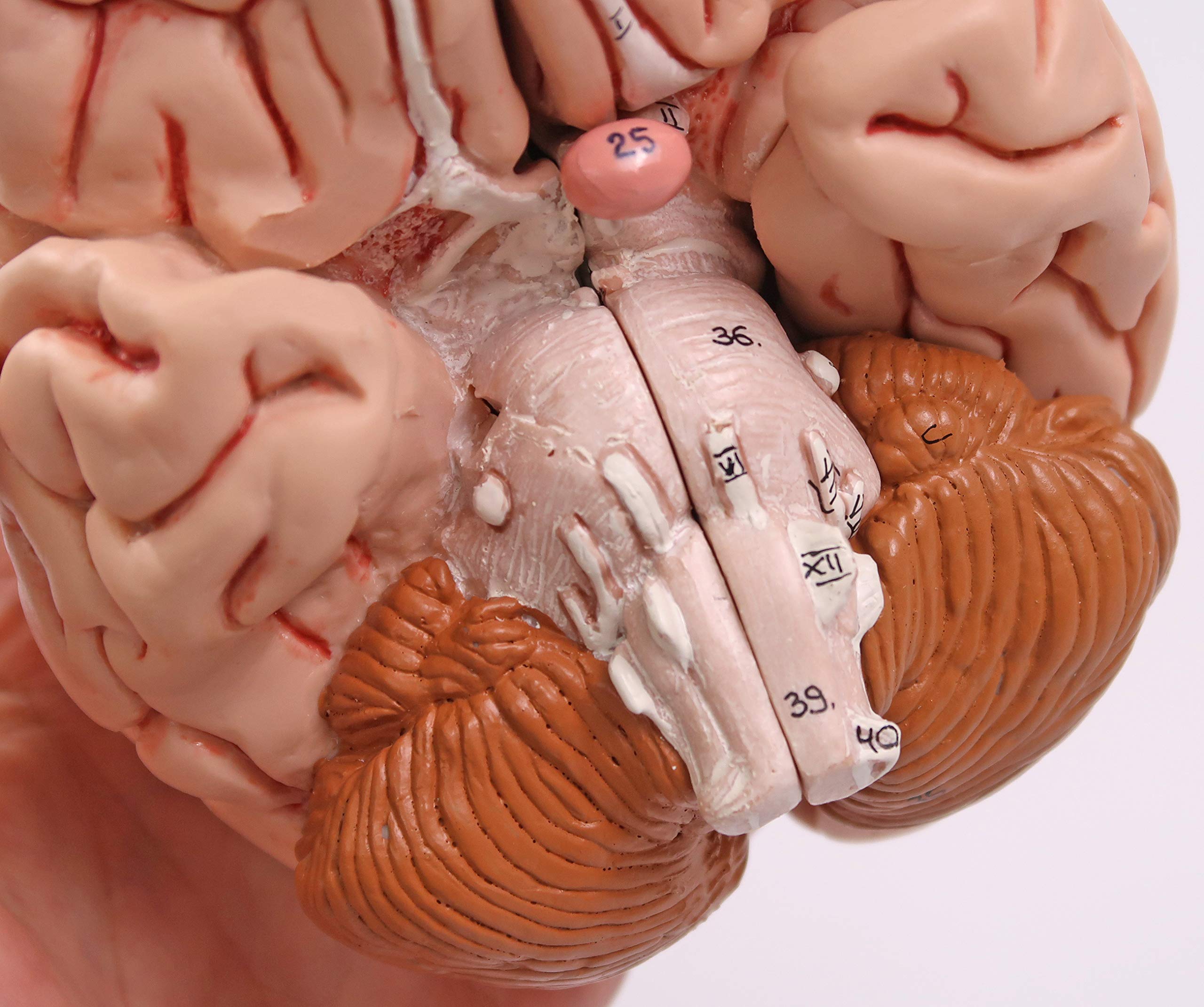 3b-scientific-klassisches-gehirn-5-teilig-lebensgro-physiologie-der-nerven-serie image 4