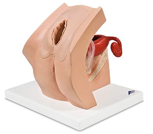 3b-scientific-1013705-gyn-kologisches-trainingsmodell-beckenmodell-f-r-iud-iui-p image 2