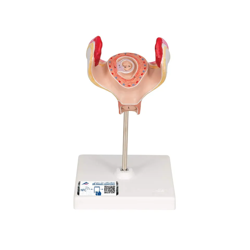 3b-scientific-embryo-modell-1-monat-l10-1-schwangerschafts-anatomiemodell-beschr image 1