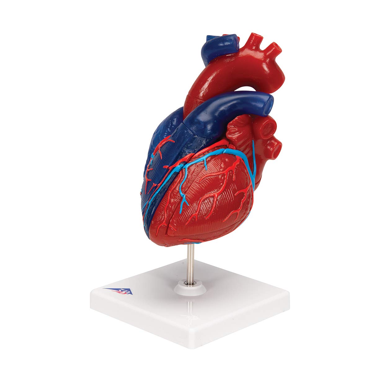 3b-scientific-herzmodell-lebensgro-5-teilig-didaktisch-smart-anatomy-app image 6