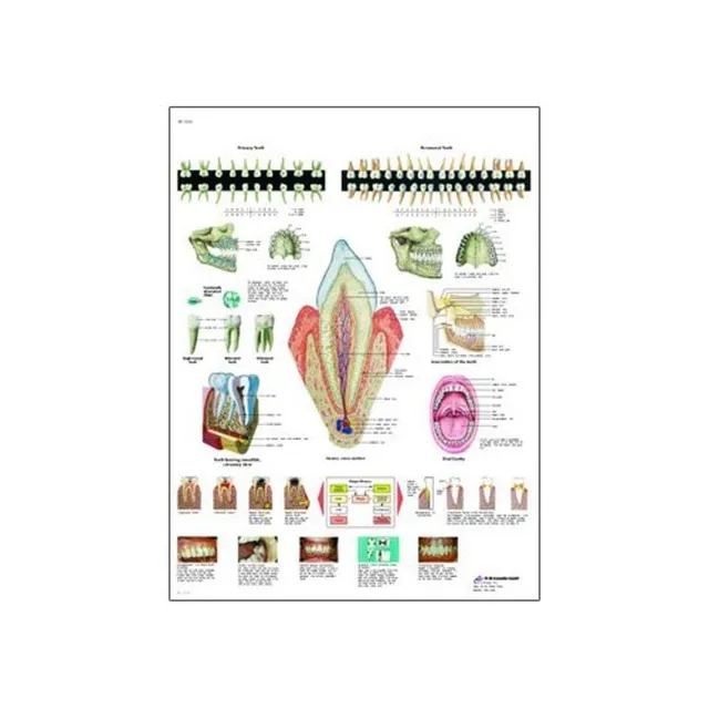 3b-scientific-z-hne-anatomie-diagramm-hochglanz-papier-50-x-67-cm image 1