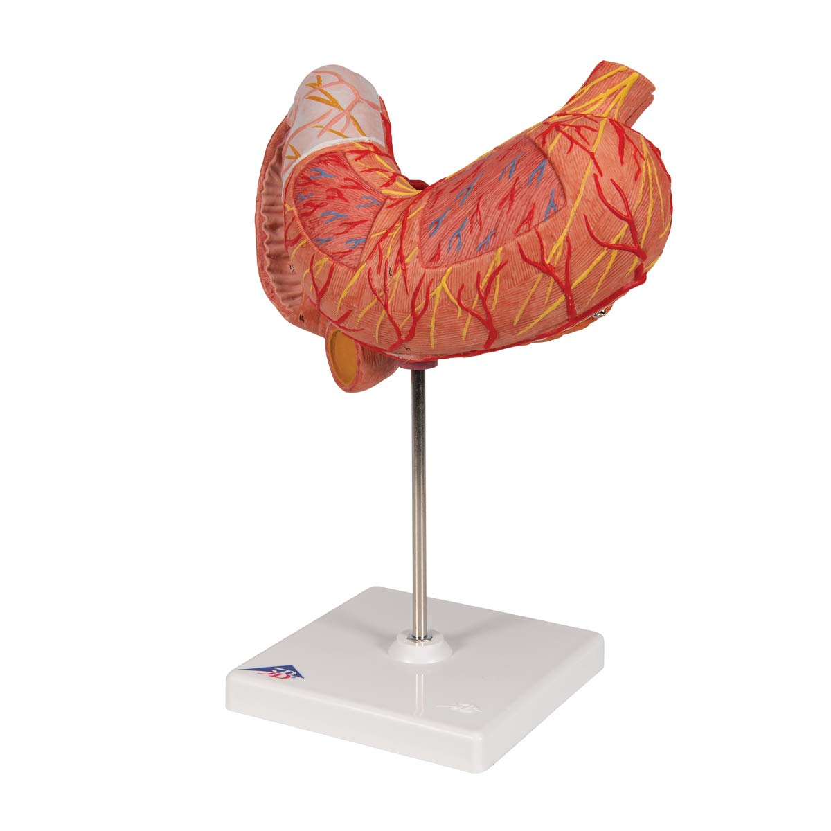 3b-scientific-magenmodell-3-teilig-anatomiemodell-aus-pvc image 5