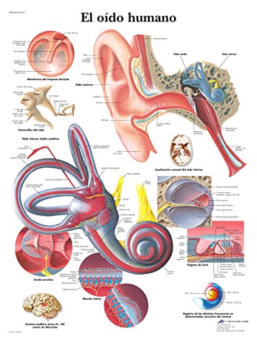 3b-scientific-lehrtafel-das-menschliche-geh-r-ohr-50x67-cm image 4