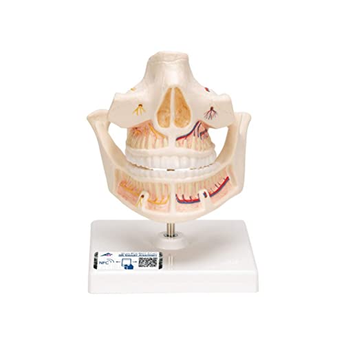 3b-scientific-erwachsenengebiss-modell-vollst-ndige-z-hne-pvc-smart-anatomy-app image 2