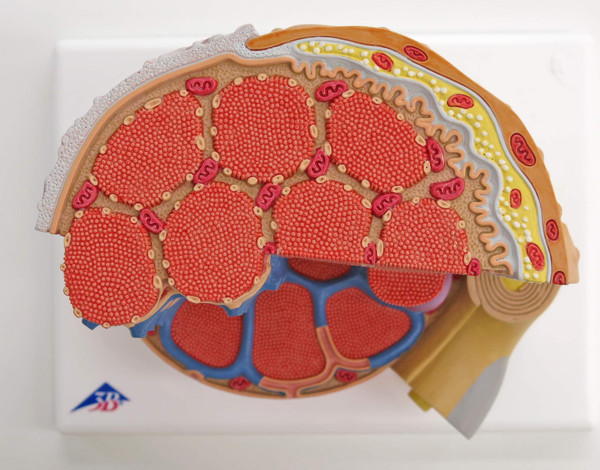 3b-scientific-microanatomy-muskelfaser-modell-10-000-fach-muskel-faser-mit-sarko image 4
