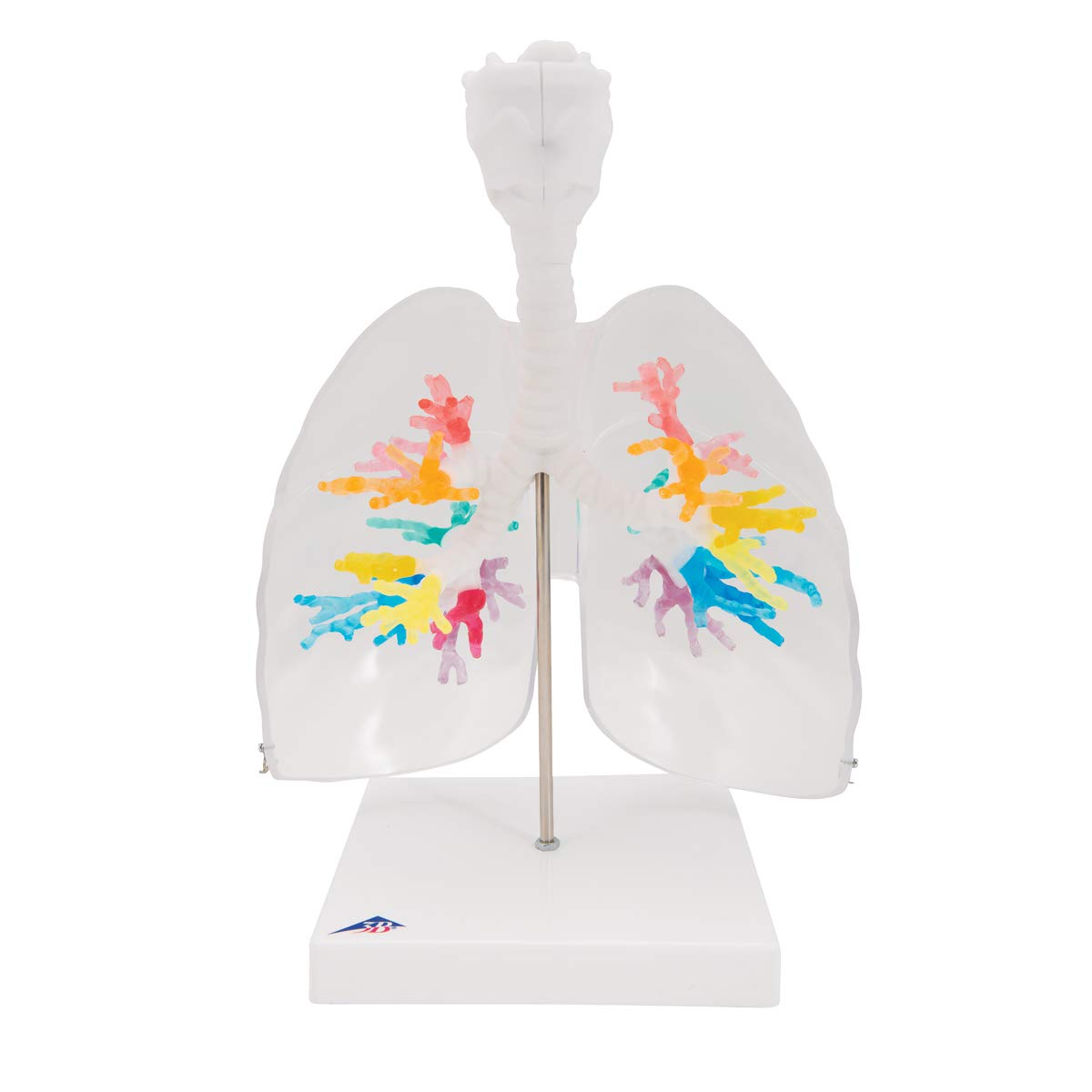 3b-scientific-ct-bronchialbaum-mit-kehlkopf-transparentes-lungenmodell-auf-stati image 6