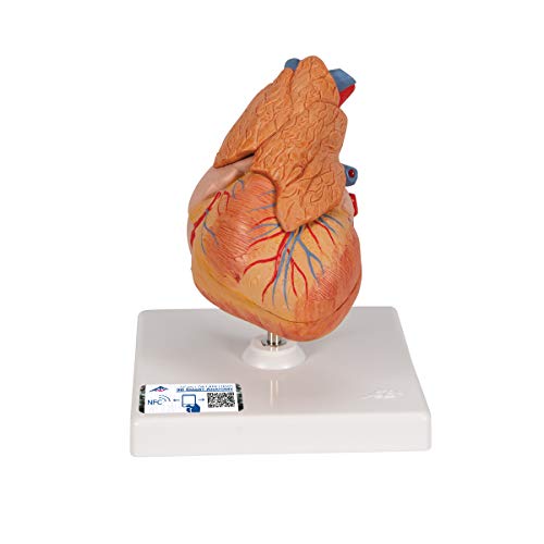3b-scientific-herzmodell-klassik-3-teilig-lebensgro-herz-mit-thymus-und-smart-an image 6
