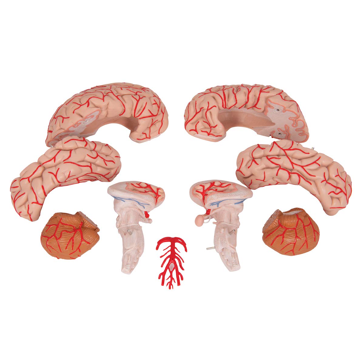 3b-scientific-gehirn-modell-mit-arterien-3b-smart-anatomy-app-anatomie-gehirn image 8