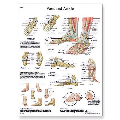 3b-scientific-vr1176uu-anatomie-poster-fu-und-fu-gelenke-50-8-x-66-cm-unlaminier image 5