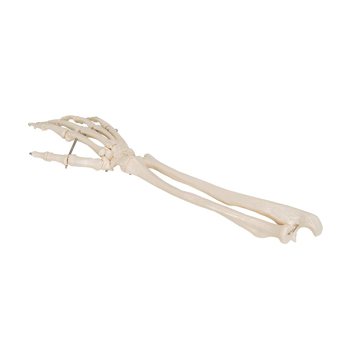 3b-scientific-handskelett-mit-unterarm-lebensgro-auf-draht-smart-anatomy-app image 4