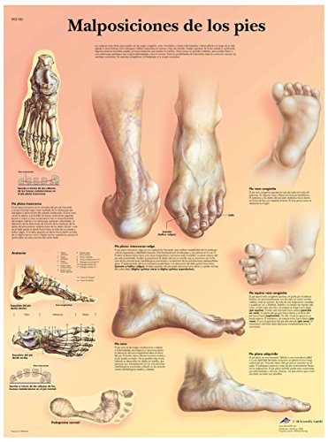 3b-scientific-fu-positionen-poster-vr3185uu-anatomieposter-50x67-cm image 4