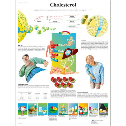 3b-scientific-lehrposter-cholesterin-medizinisches-wandposter image 4
