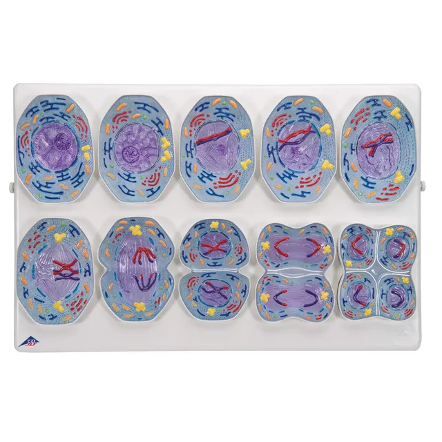 3b-scientific-meiosemodell-biologie-reliefmodell-mit-10-stadien image 1