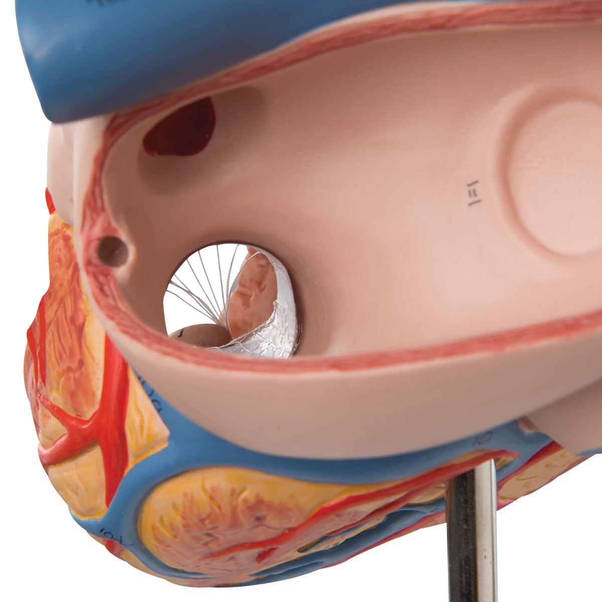3b-scientific-herzmodell-2-fache-lebensgr-e-4-teilig-mit-smart-anatomy-app image 6