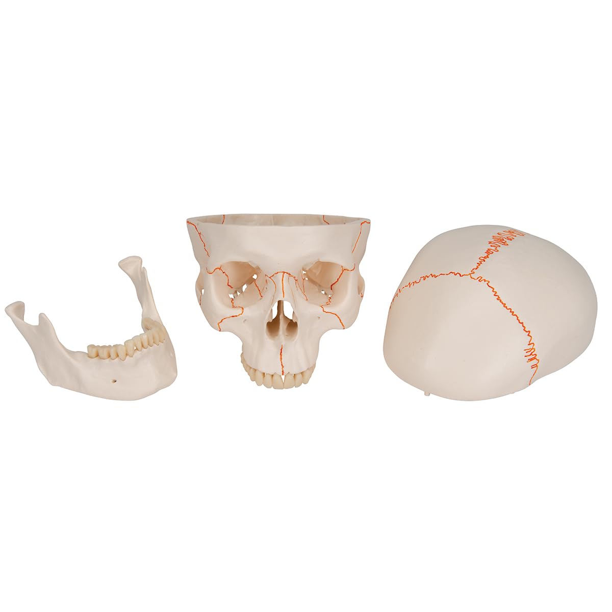 3b-scientific-a21-klassik-sch-del-3-teilig-mit-nummerierung-3b-smart-anatomy image 5