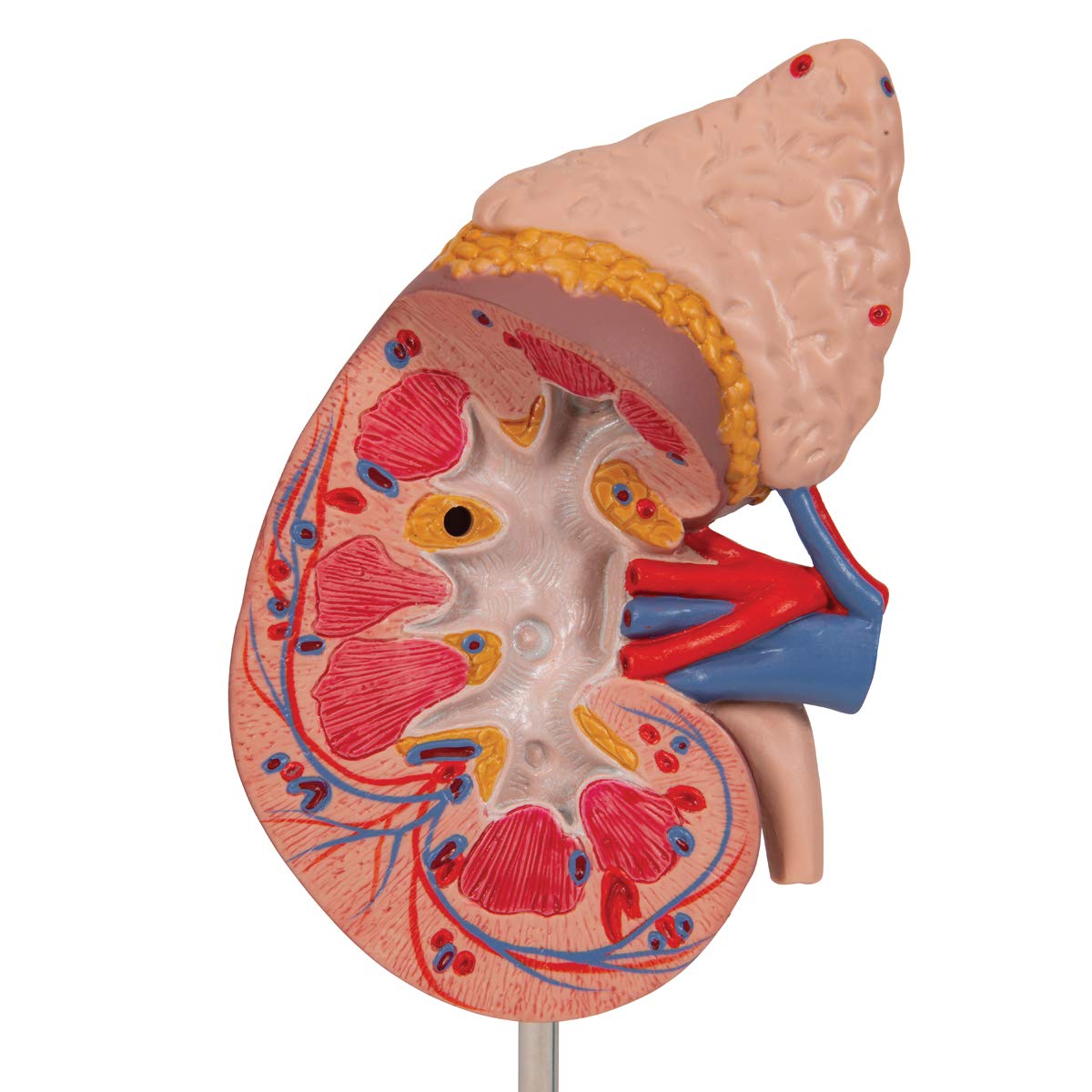3b-scientific-k12-nierenmodell-mit-nebenniere-und-stativ-3b-smart-anatomy-app image 8