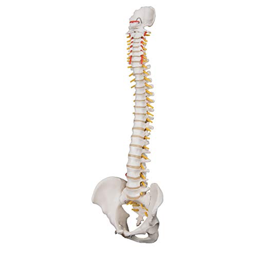 3b-scientific-flexible-wirbels-ule-f-r-starke-beanspruchung-3b-smart-anatomy-app image 7