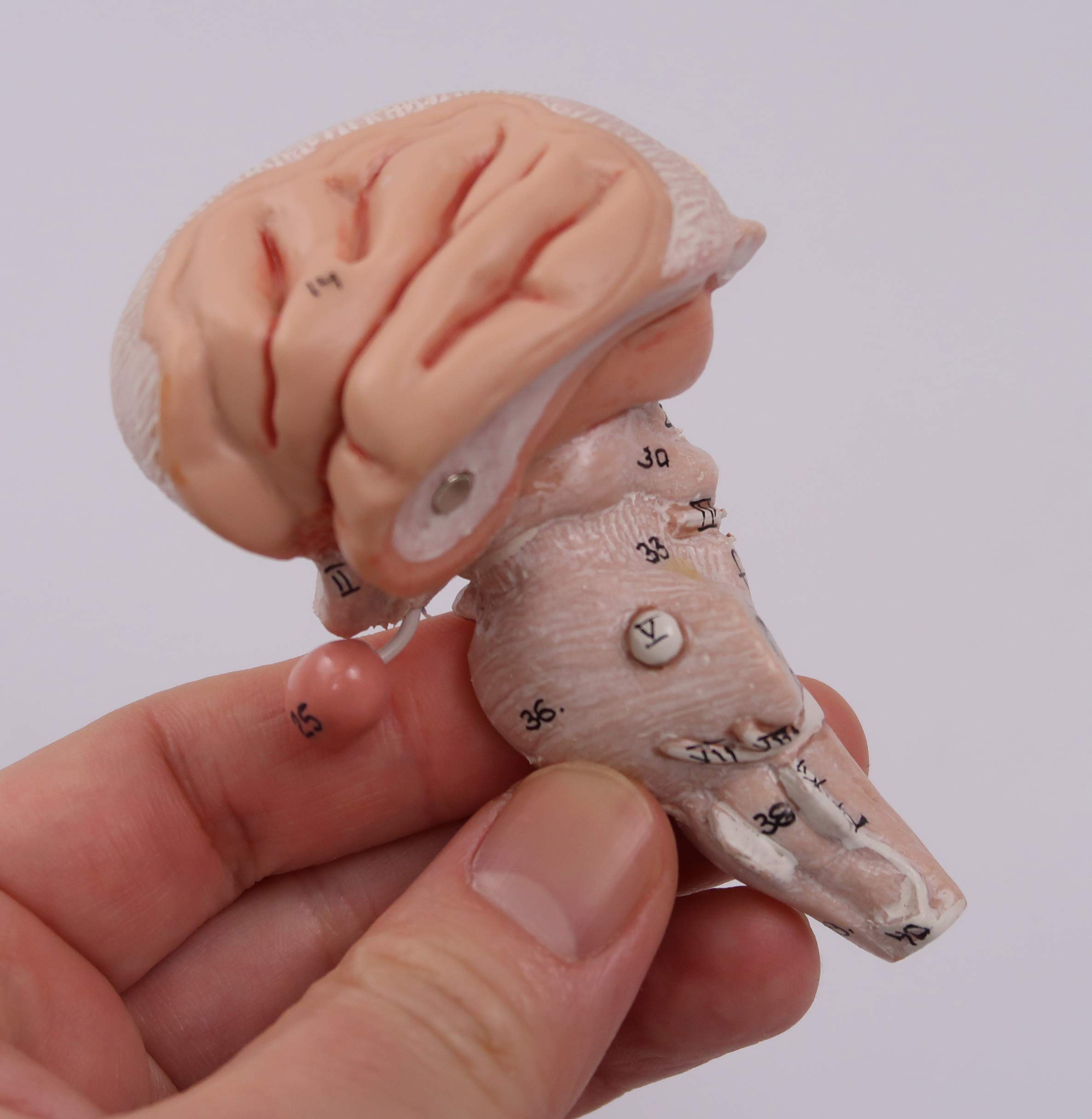 3b-scientific-klassisches-gehirn-5-teilig-lebensgro-physiologie-der-nerven-serie image 8