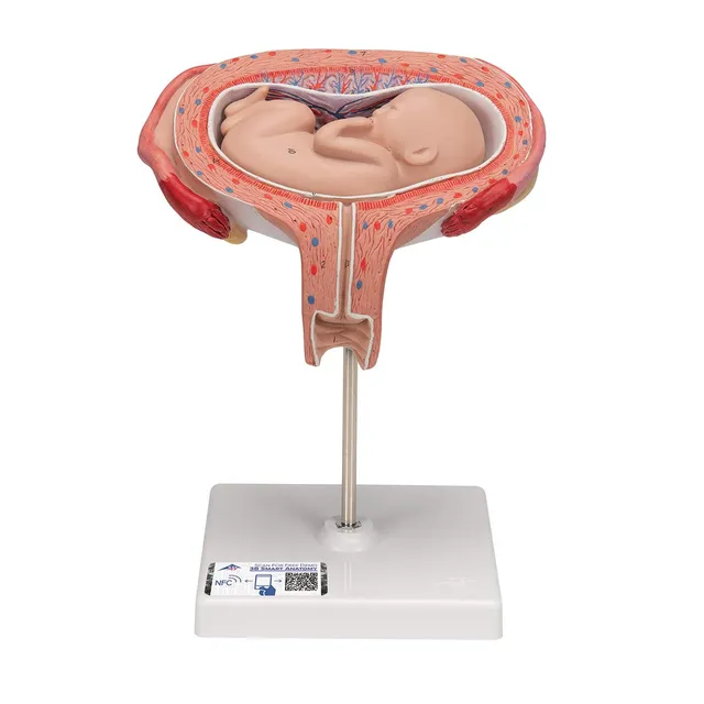3b-scientific-fetus-modell-5-monat-r-ckenlage-l10-6-3b-smart-anatomy-app image 1