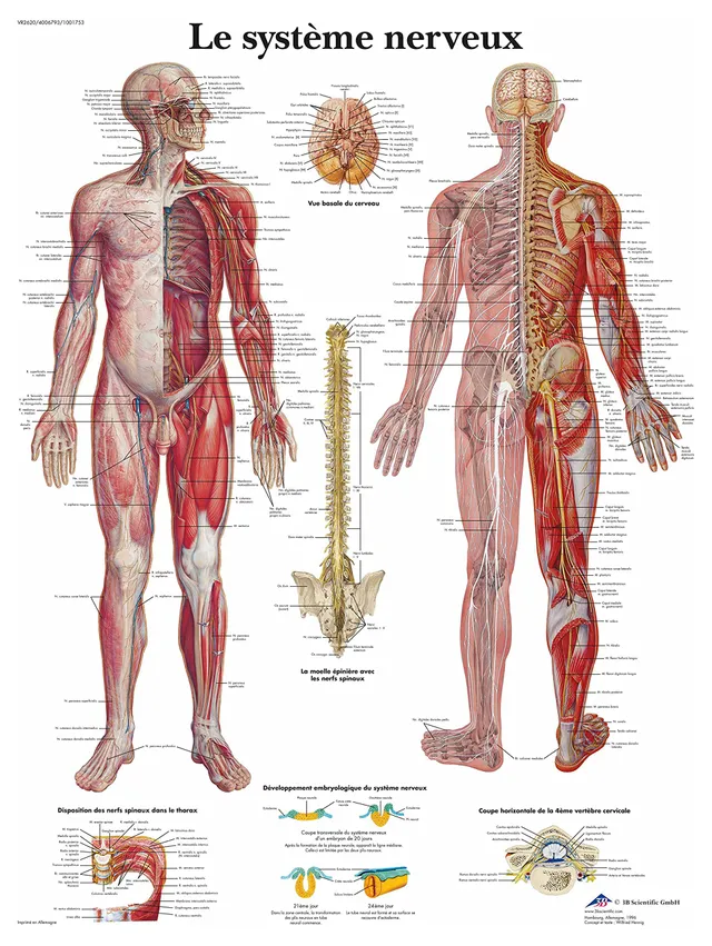 3b-scientific-lehrtafel-nervensystem-laminiertes-anatomieposter-50-x-67-cm image 1